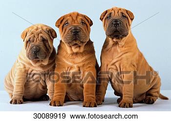 Stock Photograph - juniors, pei, 
peis, shar, shar 
pei, shar peis, 
a1. fotosearch 
- search stock 
photos, pictures, 
images, and photo 
clipart