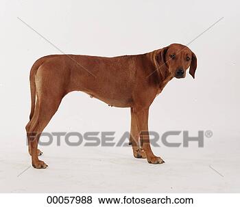 Stock Photo - juniors, rhodesian, 
rhodesien, ridgeback, 
ridgebacks, animal, 
animals. fotosearch 
- search stock 
photos, pictures, 
images, and photo 
clipart