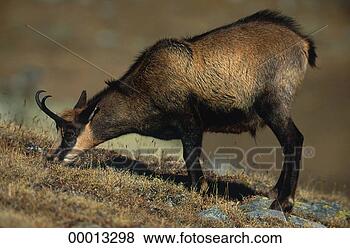 Stock Photo - juniors, rupicapra, 
rupicapra rupicapra, 
animal, animals, 
chamois. fotosearch 
- search stock 
photos, pictures, 
images, and photo 
clipart