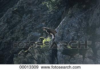 Stock Photograph - juniors, rupicapra, 
rupicapra rupicapra, 
animal, animals, 
chamois. fotosearch 
- search stock 
photos, pictures, 
images, and photo 
clipart