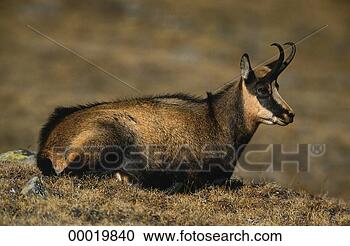 Stock Photography - juniors,  rupicapra, 
 rupicapra rupicapra, 
 animal,  animals. 
fotosearch - search 
stock photos, 
pictures, images, 
and photo clipart