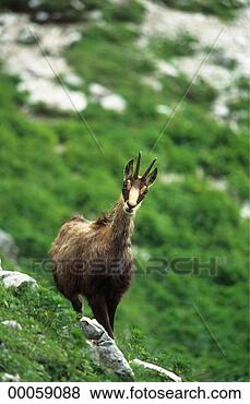 Stock Photo - juniors, rupicapra, 
rupicapra rupicapra, 
ahead, alps, animal, 
animals. fotosearch 
- search stock 
photos, pictures, 
images, and photo 
clipart