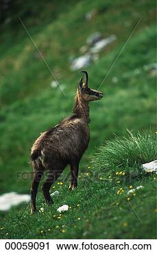 Stock Photography - juniors,  rupicapra, 
 rupicapra rupicapra, 
 animal,  animals. 
fotosearch - search 
stock photos, 
pictures, images, 
and photo clipart