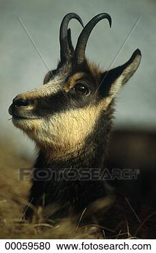 Stock Photography - juniors,  rupicapra, 
 rupicapra rupicapra, 
 animal,  animals. 
fotosearch - search 
stock photos, 
pictures, images, 
and photo clipart