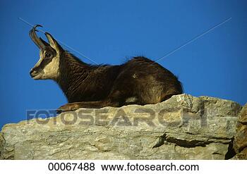 Stock Photo - juniors, rupicapra, 
rupicapra rupicapra, 
animal, animals, 
chamois. fotosearch 
- search stock 
photos, pictures, 
images, and photo 
clipart
