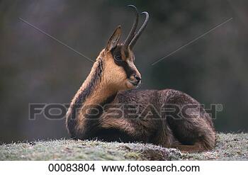 Stock Photo - juniors, rupicapra, 
rupicapra rupicapra, 
alp, animal, animals, 
chamois. fotosearch 
- search stock 
photos, pictures, 
images, and photo 
clipart