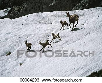 Stock Photo - juniors, rupicapra, 
rupicapra rupicapra, 
animal, animals, 
chain. fotosearch 
- search stock 
photos, pictures, 
images, and photo 
clipart