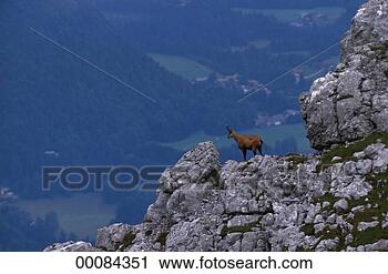 Stock Photography - juniors,  rupicapra, 
 rupicapra rupicapra, 
 animal,  animals. 
fotosearch - search 
stock photos, 
pictures, images, 
and photo clipart