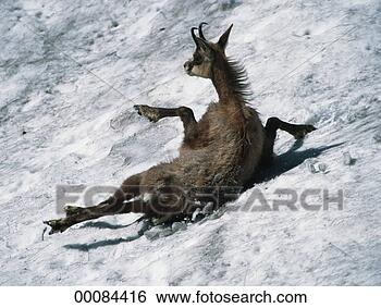 Stock Photo - juniors, rupicapra, 
rupicapra rupicapra, 
animal, animals, 
chamois. fotosearch 
- search stock 
photos, pictures, 
images, and photo 
clipart