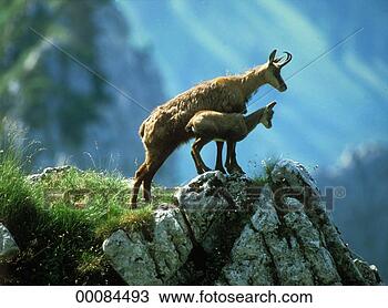 Stock Photo - juniors, rupicapra, 
rupicapra rupicapra, 
animal, animals, 
chamois, cub. 
fotosearch - search 
stock photos, 
pictures, images, 
and photo clipart
