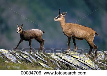 Stock Photo - juniors, rupicapra, 
rupicapra rupicapra, 
animal, animals, 
chamois, cub. 
fotosearch - search 
stock photos, 
pictures, images, 
and photo clipart