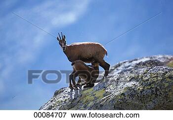 Picture - juniors, rupicapra, 
rupicapra rupicapra, 
animal, animals, 
booze, bouse. 
fotosearch - search 
stock photos, 
pictures, images, 
and photo clipart