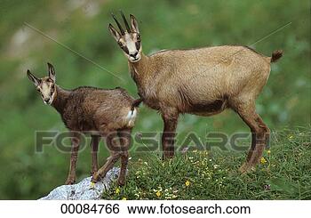 Stock Photo - juniors, rupicapra, 
rupicapra rupicapra, 
animal, animals, 
chamois, cub. 
fotosearch - search 
stock photos, 
pictures, images, 
and photo clipart