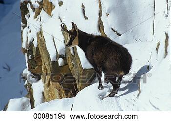 Stock Image - juniors, rupicapra, 
rupicapra rupicapra, 
animal, animals, 
chamois. fotosearch 
- search stock 
photos, pictures, 
images, and photo 
clipart