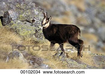 Stock Photo - juniors, rupicapra, 
rupicapra rupicapra, 
animal, animals, 
chamois, cub. 
fotosearch - search 
stock photos, 
pictures, images, 
and photo clipart