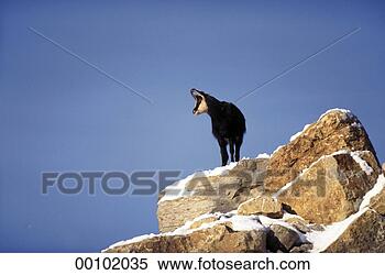 Stock Image - juniors,  rupicapra, 
 rupicapra rupicapra, 
 animal,  animals. 
fotosearch - search 
stock photos, 
pictures, images, 
and photo clipart