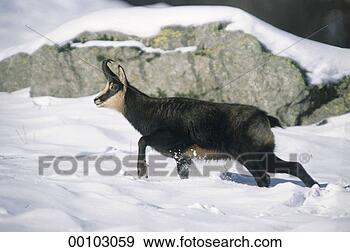 Stock Photograph - juniors, rupicapra, 
rupicapra rupicapra, 
animal, animals, 
buck. fotosearch 
- search stock 
photos, pictures, 
images, and photo 
clipart