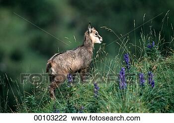 Stock Photo - juniors, rupicapra, 
rupicapra rupicapra, 
animal, animals, 
babies, baby. 
fotosearch - search 
stock photos, 
pictures, images, 
and photo clipart