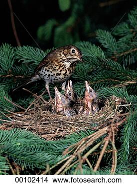 Stock Photo - juniors, turdidae, 
animal, animals, 
biddies, biddy. 
fotosearch - search 
stock photos, 
pictures, images, 
and photo clipart