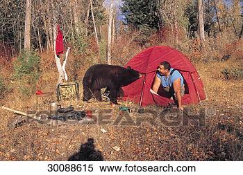 Stock Image - juniors, ursus, 
ursus arctos, 
animal, animals, 
arctos, bear. 
fotosearch - search 
stock photos, 
pictures, images, 
and photo clipart