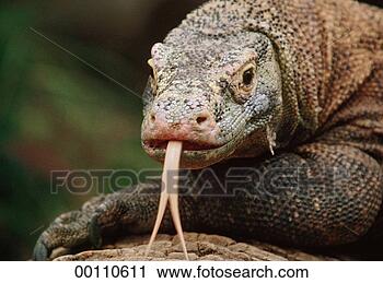 Stock Photography - juniors, varanus, 
animal, animals, 
camera, dragon, 
format. fotosearch 
- search stock 
photos, pictures, 
images, and photo 
clipart