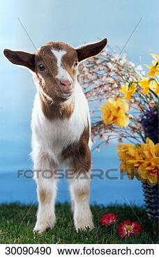Arquivo de Fotografias - páscoa,  juniors, 
 à frente,  animal, 
 animais,  capra, 
 filhote. fotosearch 
- busca de fotos, 
imagens e clipart