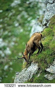 Stock Photography - chamois - munching 
/ rupicapra rupicapra. 
fotosearch - search 
stock photos, 
pictures, images, 
and photo clipart