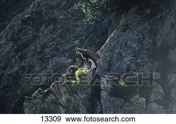Stock Photograph - chamois / rupicapra 
rupicapra. fotosearch 
- search stock 
photos, pictures, 
images, and photo 
clipart