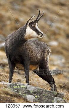 Picture - chamois - standing 
on rock / rupicapra 
rupicapra. fotosearch 
- search stock 
photos, pictures, 
images, and photo 
clipart