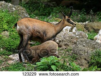 Stock Photograph - chamois suckling 
cub / rupicapra 
rupicapra. fotosearch 
- search stock 
photos, pictures, 
images, and photo 
clipart