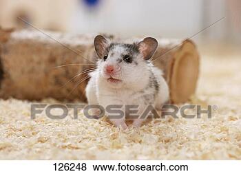Stock Photo - golden hamster 
- standing / mesocricetus 
auratus. fotosearch 
- search stock 
photos, pictures, 
images, and photo 
clipart