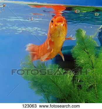 Stock Photo - goldfish / carassius 
auratus. fotosearch 
- search stock 
photos, pictures, 
images, and photo 
clipart