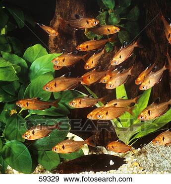 Stock Photograph - shoal of serpae 
tetras / hyphessobrycon 
serpae. fotosearch 
- search stock 
photos, pictures, 
images, and photo 
clipart