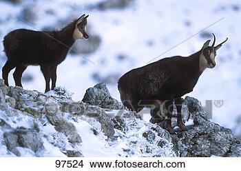 Stock Photo - two chamoises 
- in snow / rupicapra 
rupicapra. fotosearch 
- search stock 
photos, pictures, 
images, and photo 
clipart