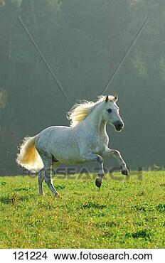 Stock Photo - andalusian horse 
- galloping on 
meadow. fotosearch 
- search stock 
photos, pictures, 
images, and photo 
clipart