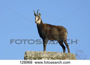 Stock Photo - chamois - standing 
lateral / rupicapra 
rupicapra. fotosearch 
- search stock 
photos, pictures, 
images, and photo 
clipart