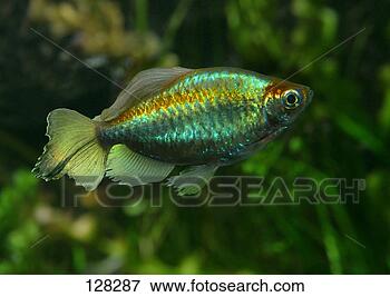 Picture - congo tetra / 
phenacogrammus 
interruptus. fotosearch 
- search stock 
photos, pictures, 
images, and photo 
clipart