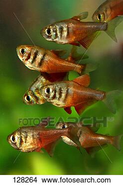 Stock Photo - flame tetras / 
hyphessobrycon 
flammeus. fotosearch 
- search stock 
photos, pictures, 
images, and photo 
clipart