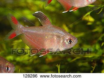 Stock Photo - rosy tetra / hyphessobrycon 
rosaceus. fotosearch 
- search stock 
photos, pictures, 
images, and photo 
clipart