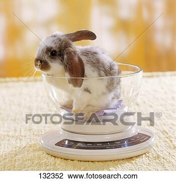 پلت در رژیم غذایی خرگوش(ترجمه) lop eared dwarf rabbit %7E132352 پلت در رژیم غذایی خرگوش(ترجمه)