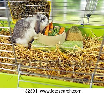 پلت در رژیم غذایی خرگوش(ترجمه) lop eared dwarf rabbit %7E132391 پلت در رژیم غذایی خرگوش(ترجمه)