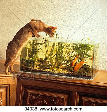 Stock Photo - abyssinian cat 
- at aquarium 
/ frei für werbung, 
 verpackung. fotosearch 
- search stock 
photos, pictures, 
images, and photo 
clipart
