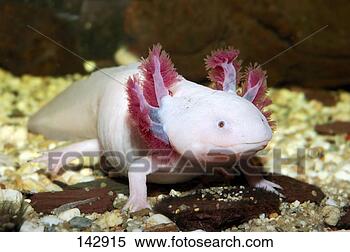axolotl-ambystoma-mexicanum_~142915