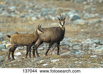 Stock Photo - chamois with cub 
/ rupicapra rupicapra. 
fotosearch - search 
stock photos, 
pictures, images, 
and photo clipart