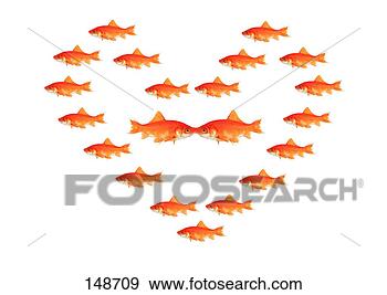 Stock Photograph - goldfishes. fotosearch 
- search stock 
photos, pictures, 
images, and photo 
clipart