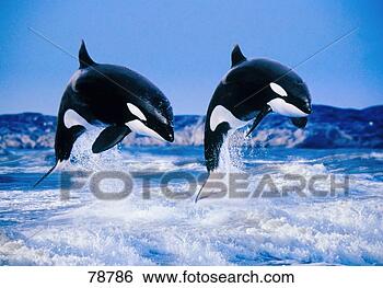 Delfine und Wale Zwei-killerwale-springen_~78786