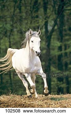 A Girl With A Troubled Past Shagya-arabian-horse_~102508