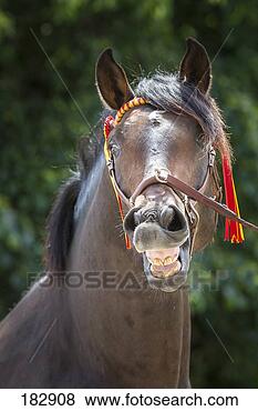 照片 - 纯粹, 西班牙语, 马, Andalusian., 海湾, 公