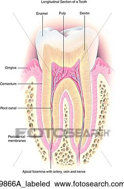 Coupe longitudinale d