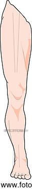 Clipart - anterior view 
of the external 
anatomy of a male 
person (right 
leg). fotosearch 
- search clipart, 
illustration, 
drawings and vector 
eps graphics images